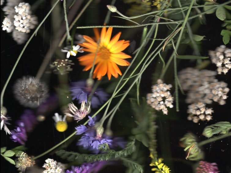 Las infusiones hacen felices a las abejas